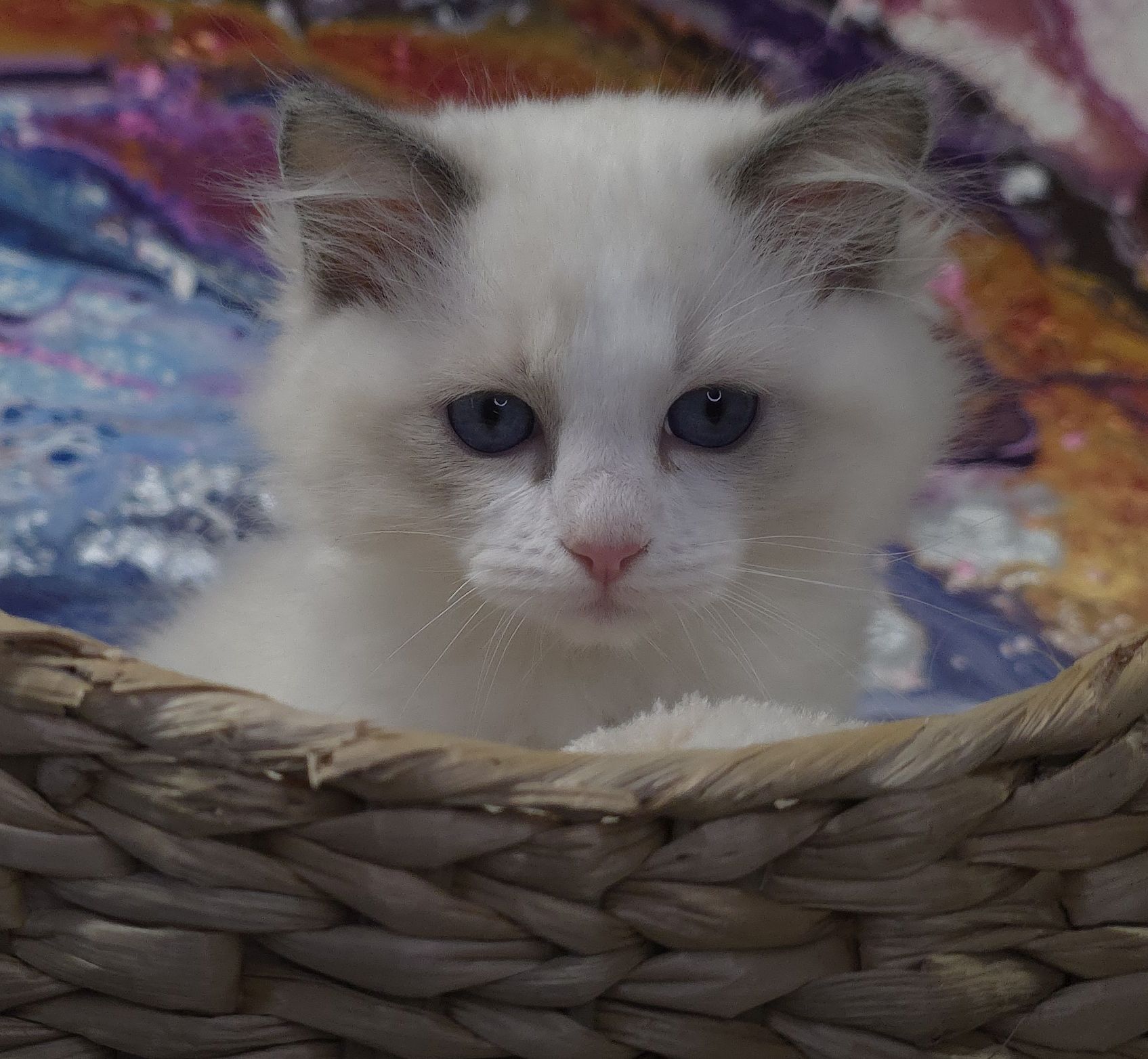 images/AvailableKittens/Domenico website.jpg